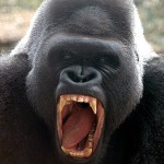 600 pound gorilla