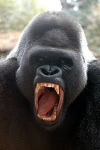 600 pound gorilla